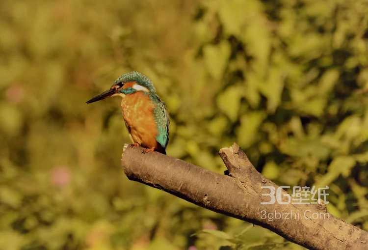 “一只黄鹂鸣翠柳”的鸟类黄鹂的高清图片10