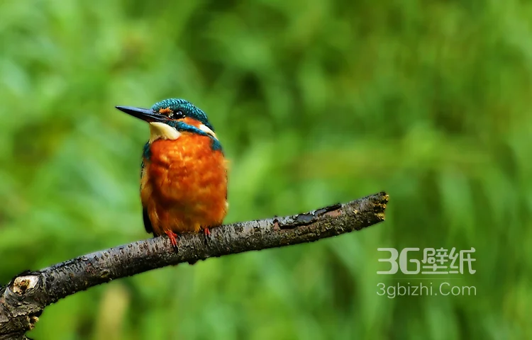“一只黄鹂鸣翠柳”的鸟类黄鹂的高清图片9