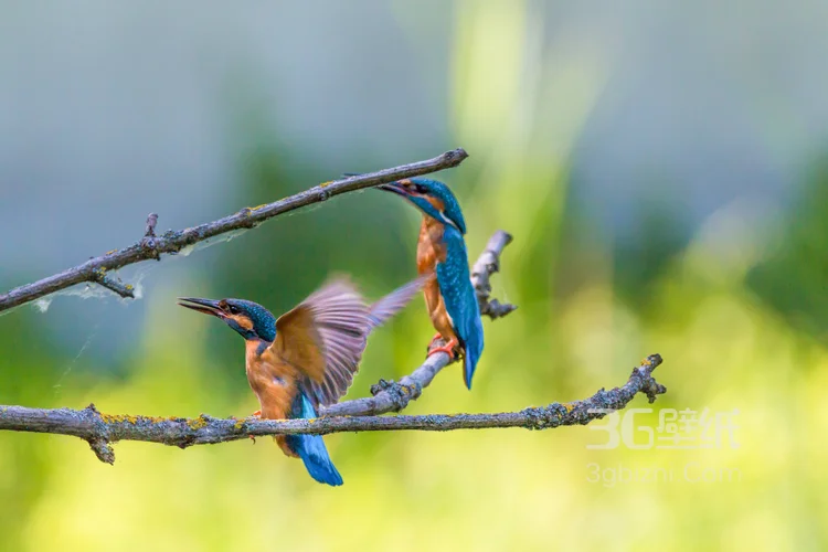 “一只黄鹂鸣翠柳”的鸟类黄鹂的高清图片11