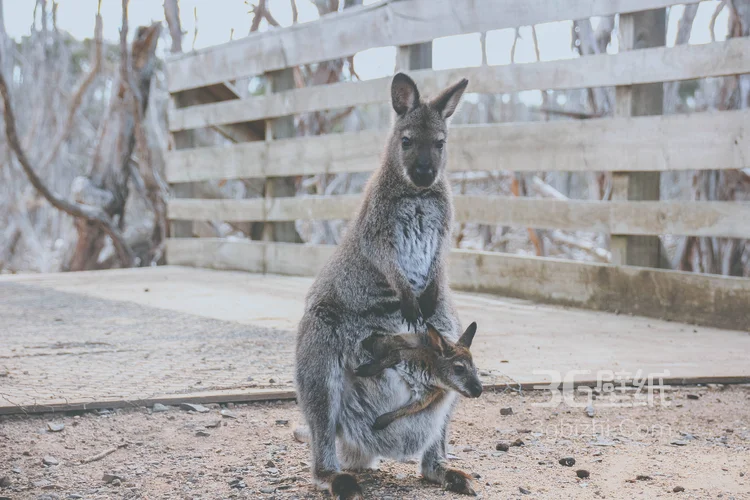 野生的袋鼠，可爱的跳远高手袋鼠图片4