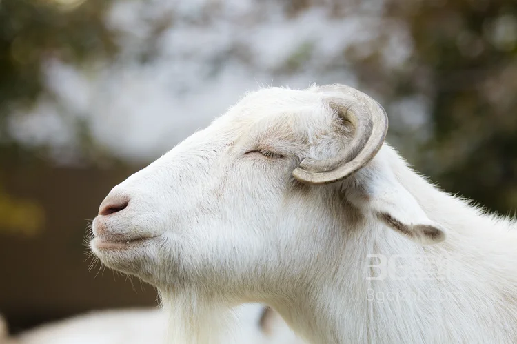 山羊图片，长长胡子的山羊5