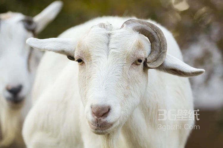 山羊图片，长长胡子的山羊4