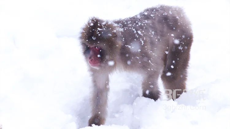 雪地里的红脸猴子图片3