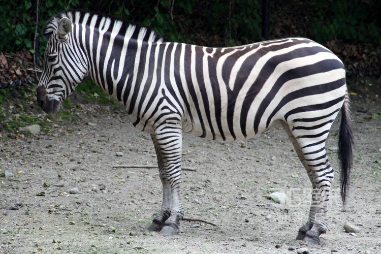 野外的斑马精美图片4