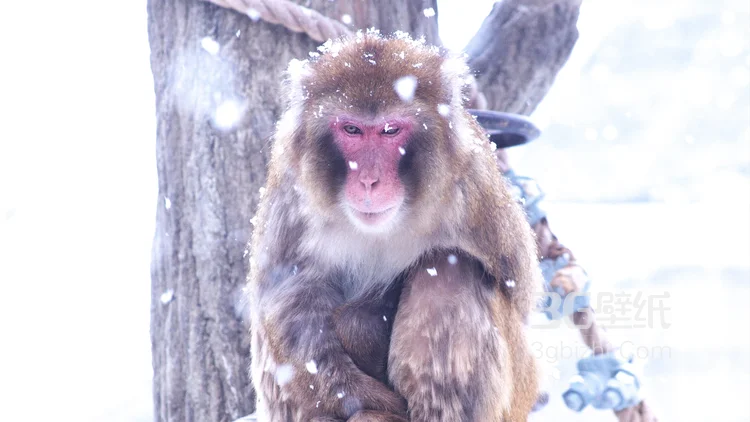 雪地里的红脸猴子图片8