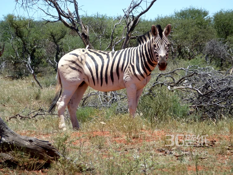 野外的斑马精美图片2