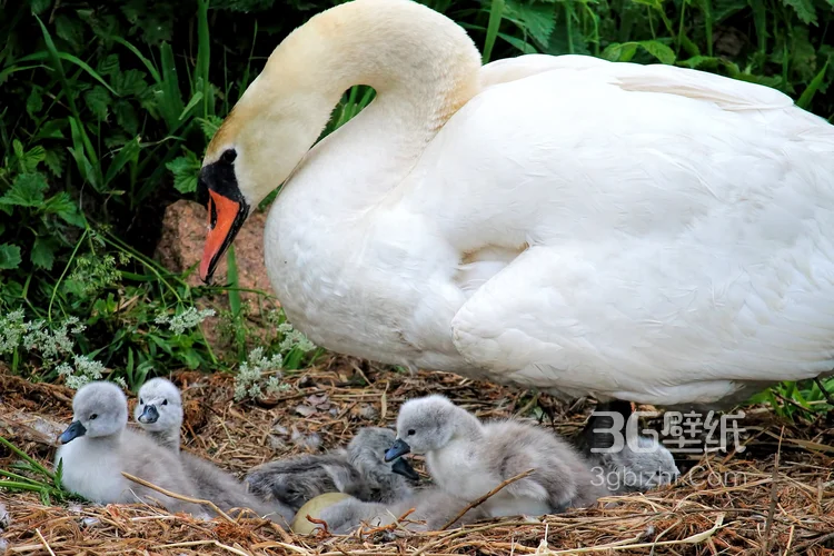 红嘴的美丽天鹅图片2
