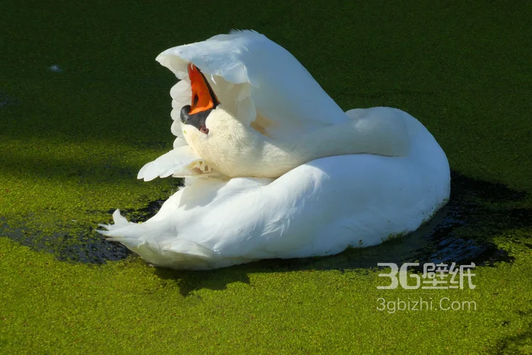 红嘴的美丽天鹅图片9