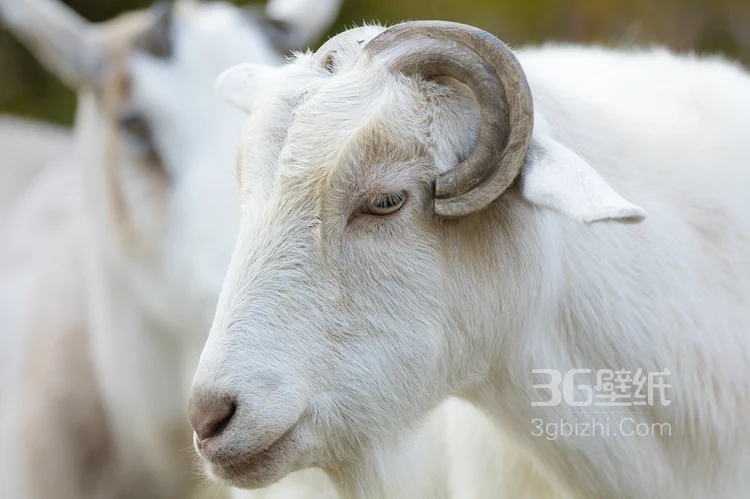 山羊图片，长长胡子的山羊2