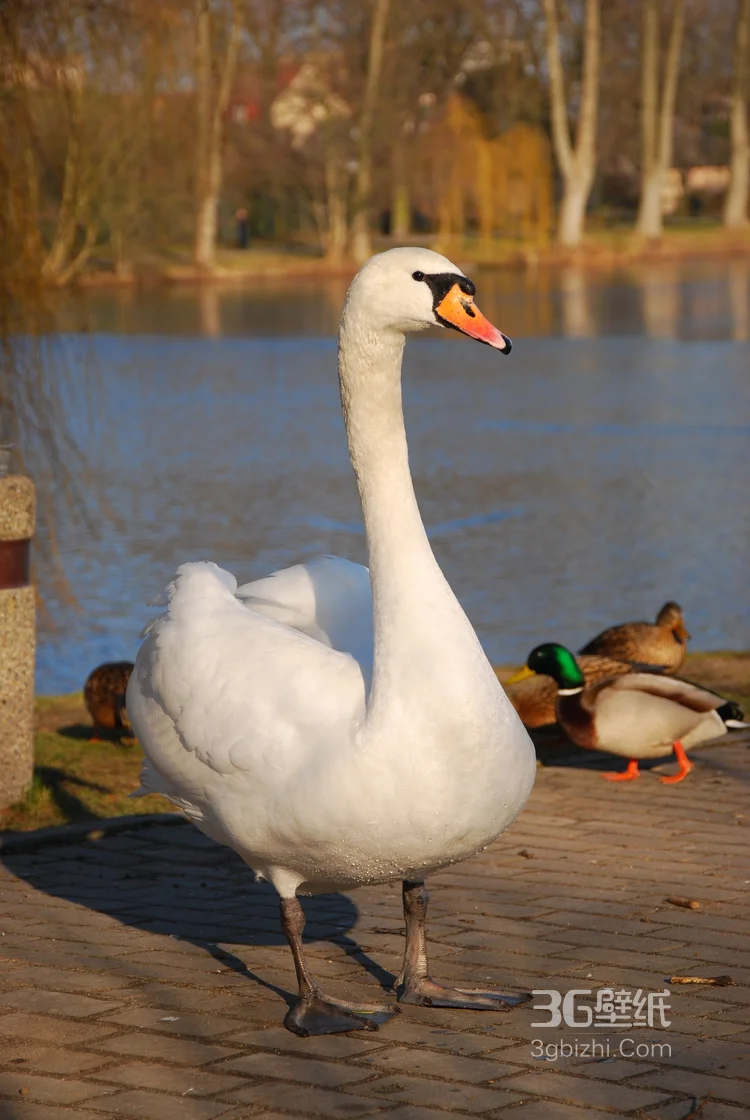 红嘴的美丽天鹅图片11