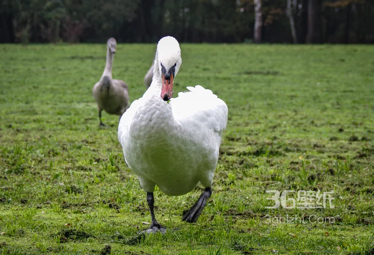 红嘴的美丽天鹅图片8
