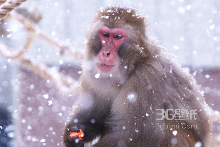雪地里的红脸猴子图片4