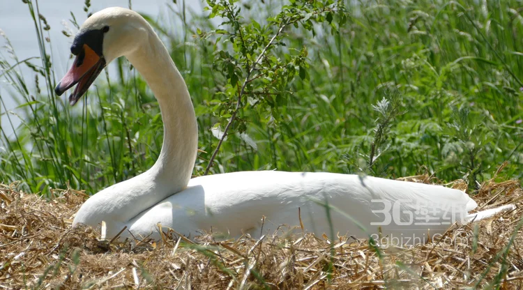 红嘴的美丽天鹅图片7