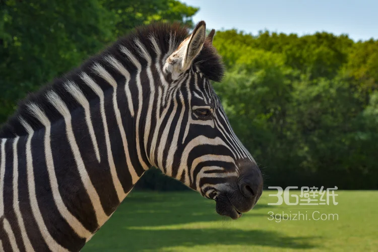 野外的斑马精美图片3