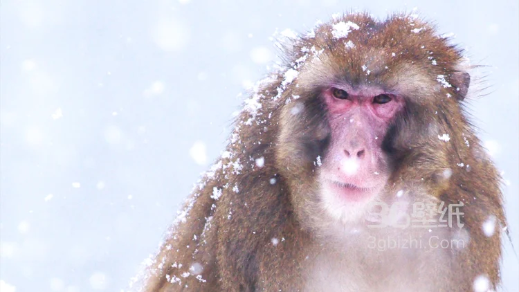 雪地里的红脸猴子图片1