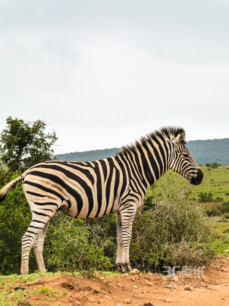 野外的斑马精美图片9