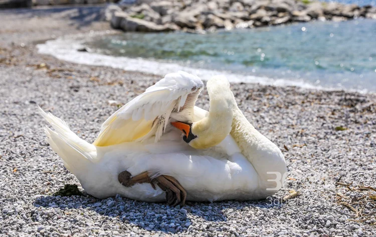 红嘴的美丽天鹅图片4