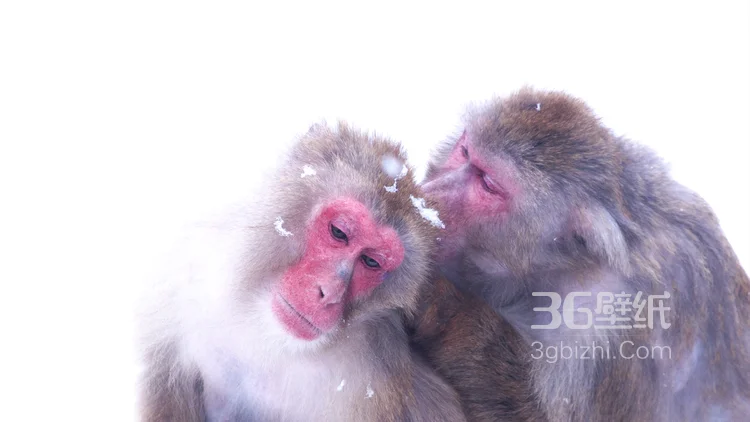 雪地里的红脸猴子图片7