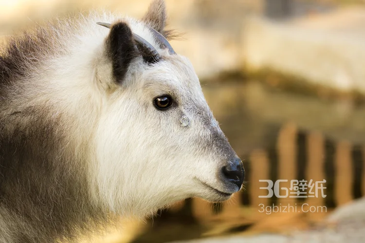 山羊图片，长长胡子的山羊3
