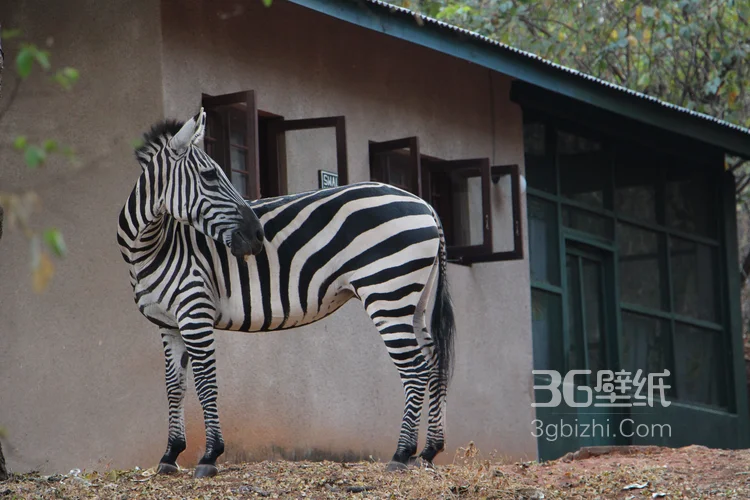 野外的斑马精美图片8