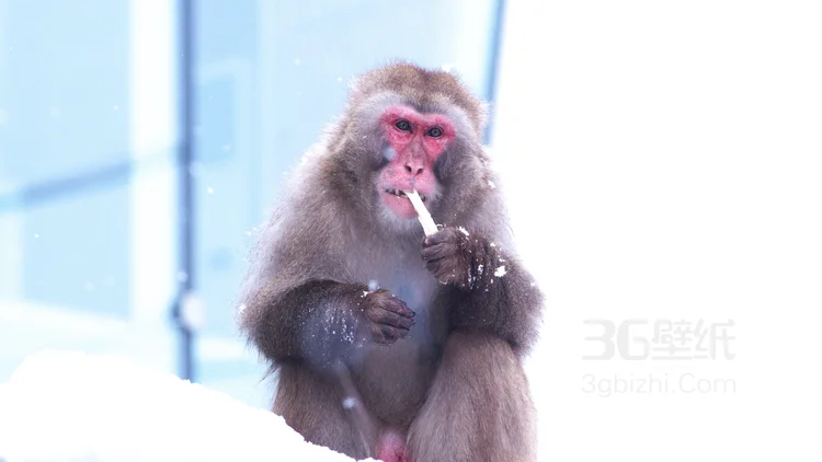 雪地里的红脸猴子图片6