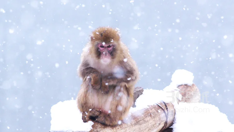 雪地里的红脸猴子图片5