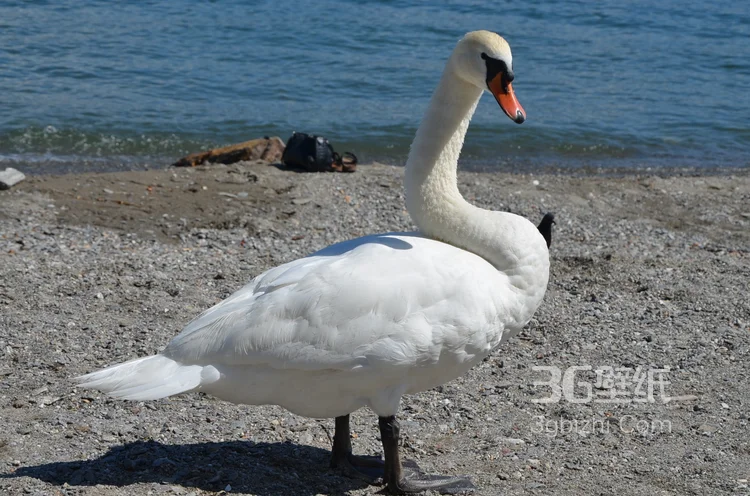 红嘴的美丽天鹅图片6