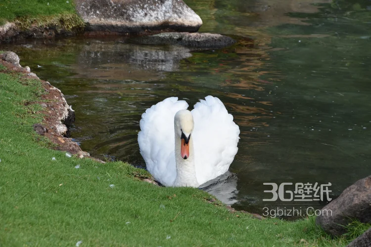 红嘴的美丽天鹅图片10