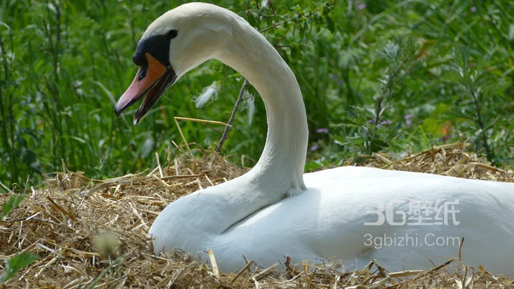 红嘴的美丽天鹅图片5