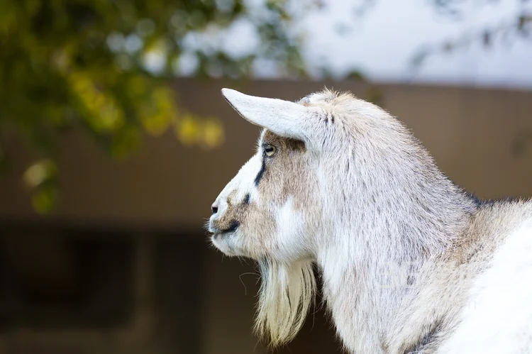 山羊图片，长长胡子的山羊1
