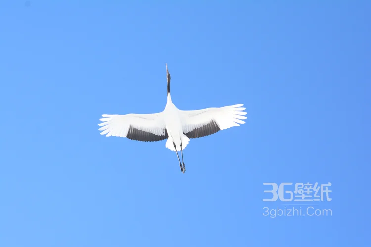 雪地里快乐嬉戏的丹顶鹤图片2