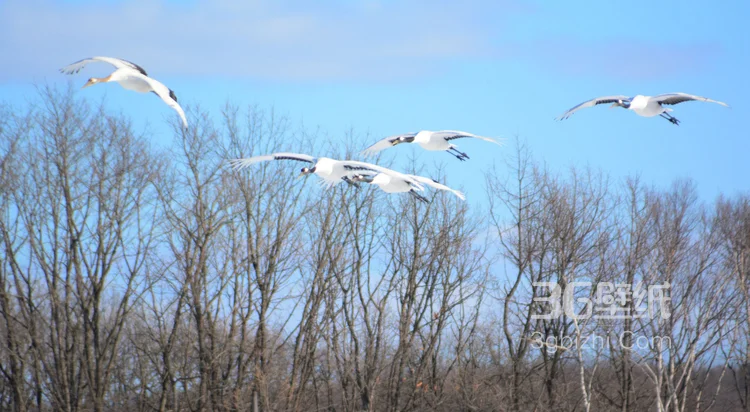 雪地里快乐嬉戏的丹顶鹤图片10