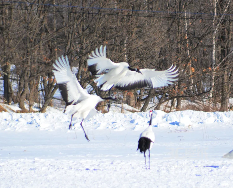 雪地里快乐嬉戏的丹顶鹤图片7