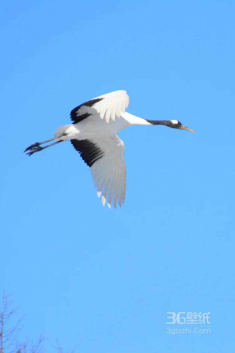 雪地里快乐嬉戏的丹顶鹤图片3