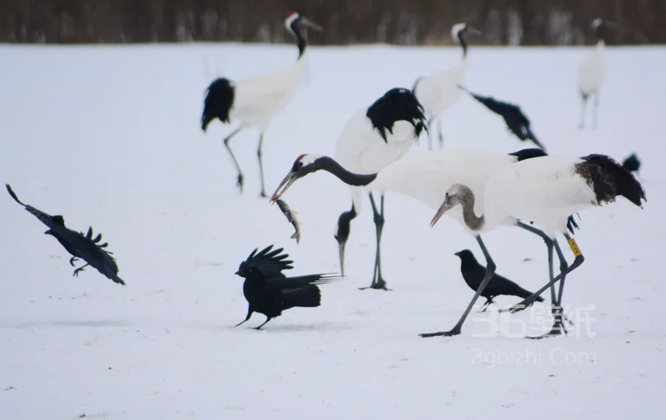 雪地里快乐嬉戏的丹顶鹤图片9