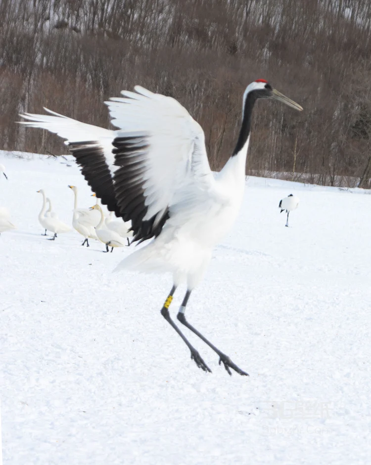 雪地里快乐嬉戏的丹顶鹤图片6
