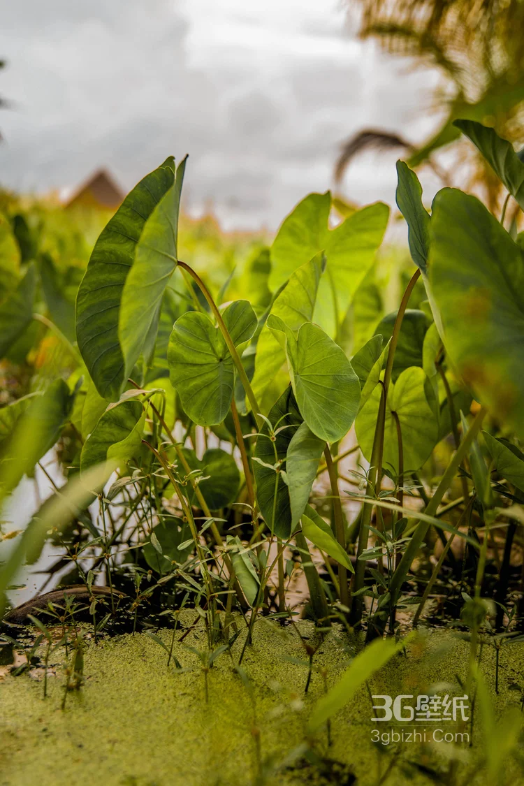 唯美的印度景色，印度洋的唯美摄影图片5