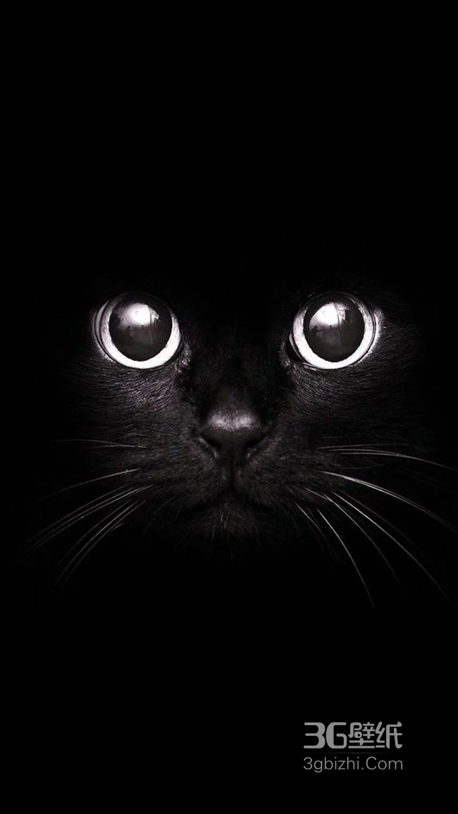 黑猫的脸部特写创意手机背景1