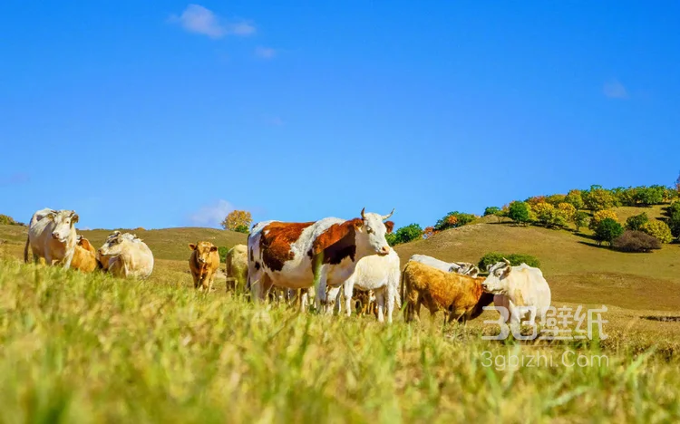 乌兰布统大草原唯美高清景色风光图片7