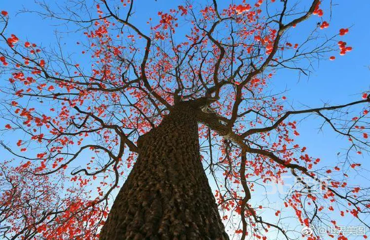 挂在柿子树上熟透了的唯美柿子图片6