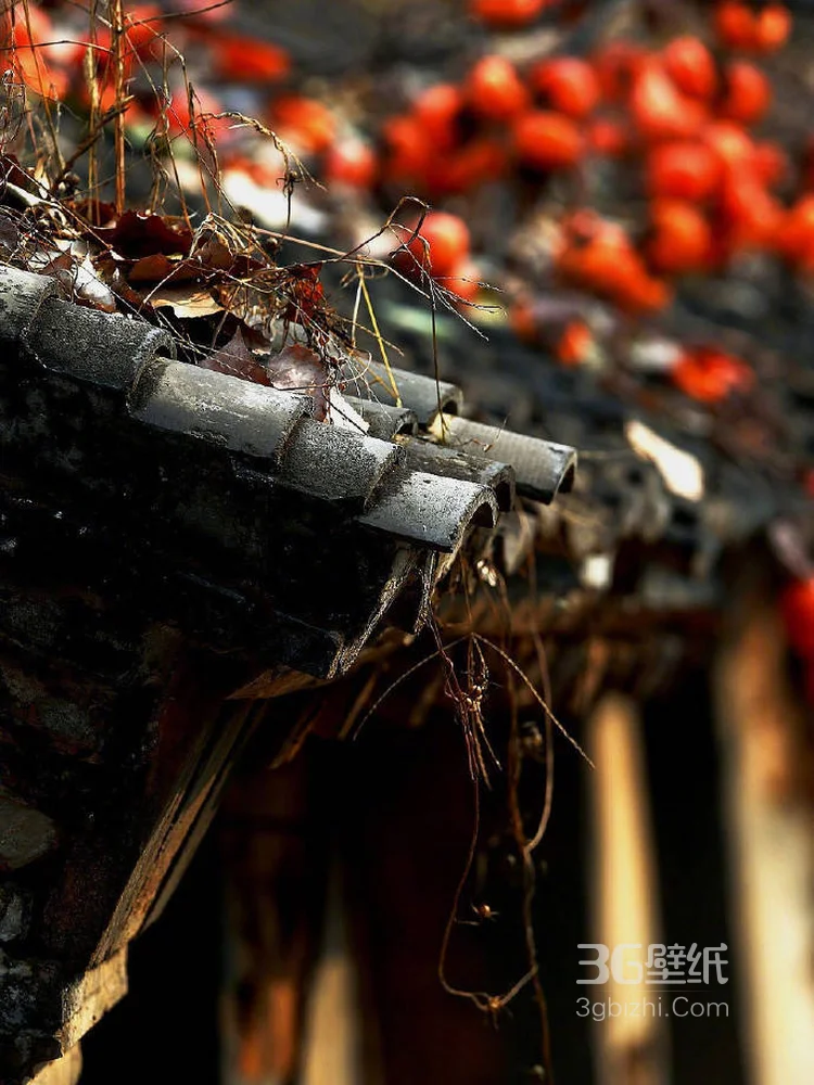 挂在柿子树上熟透了的唯美柿子图片2