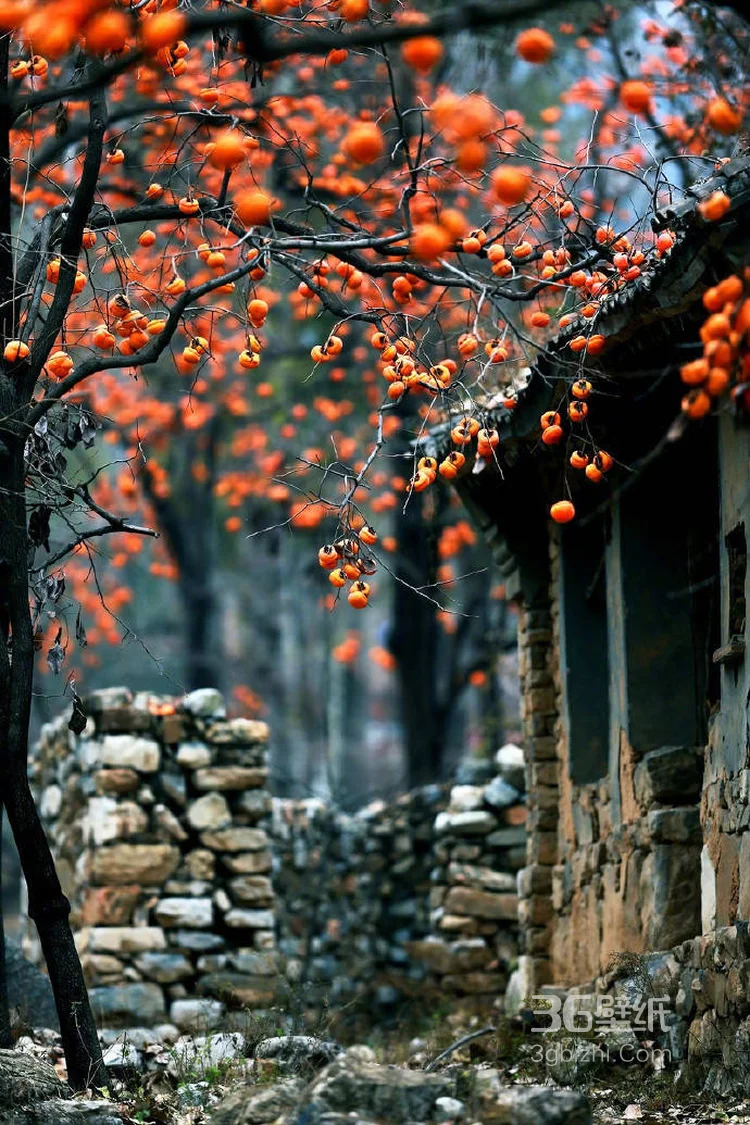 挂在柿子树上熟透了的唯美柿子图片4