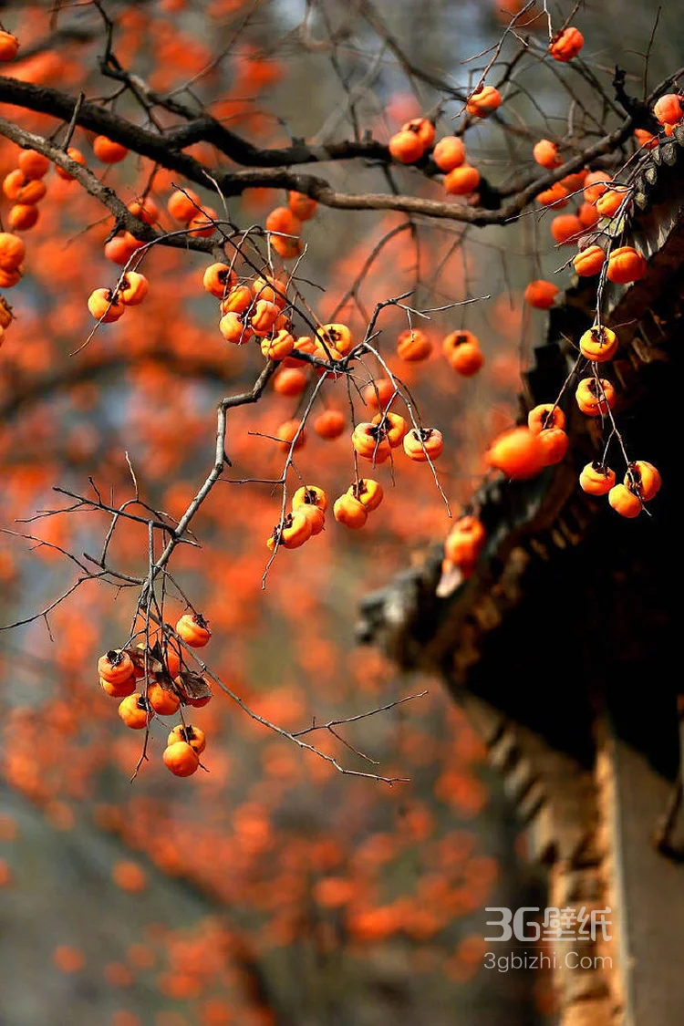 挂在柿子树上熟透了的唯美柿子图片5