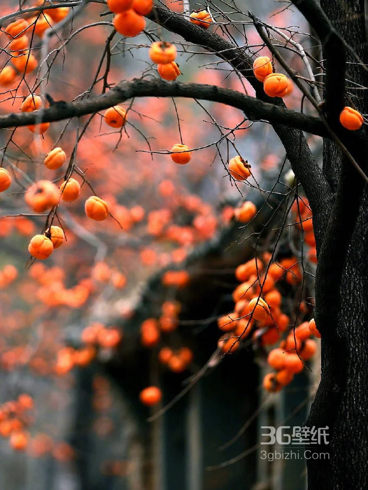 挂在柿子树上熟透了的唯美柿子图片3