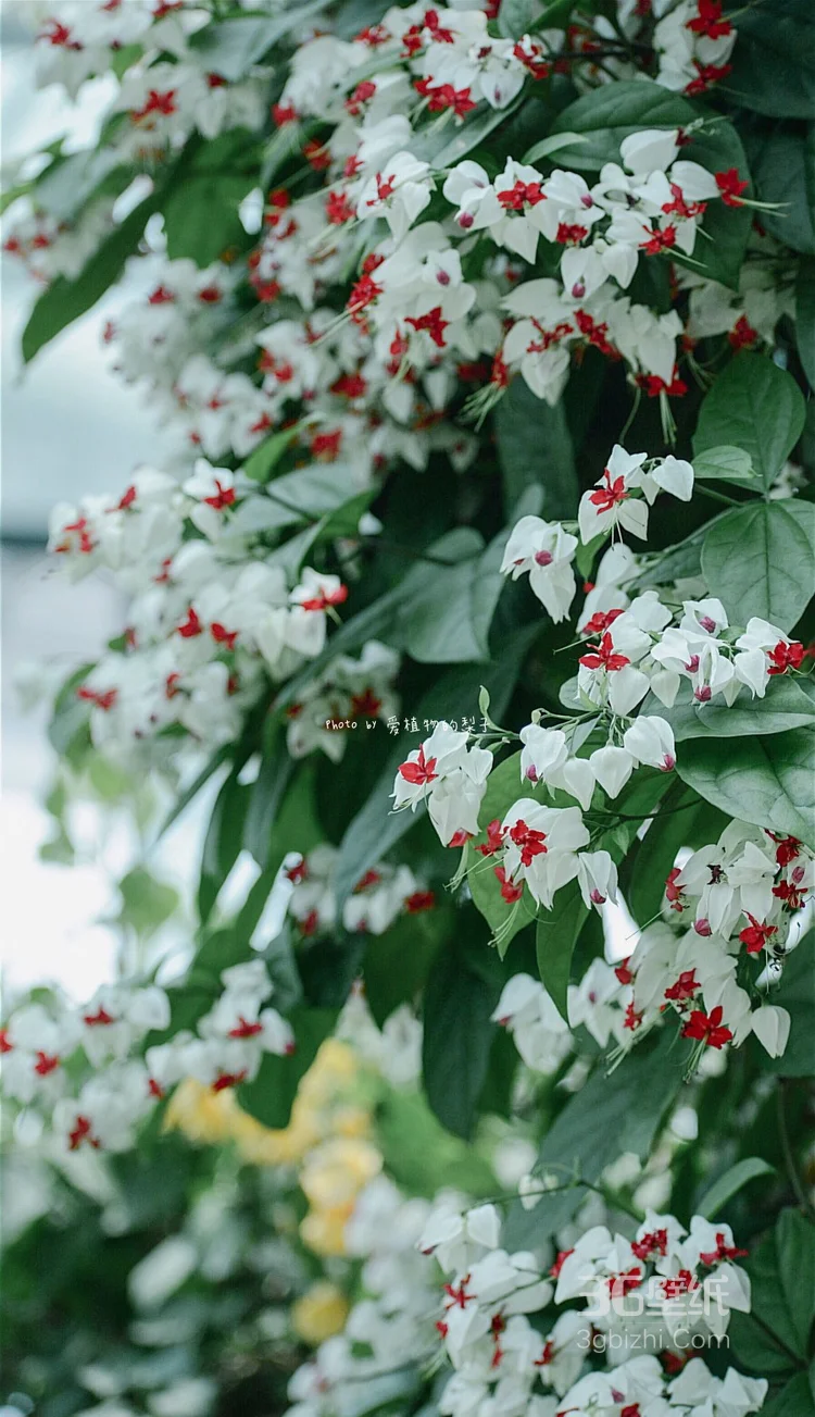 名字很有意思的观赏植物，龙吐珠花朵清新摄影美图2