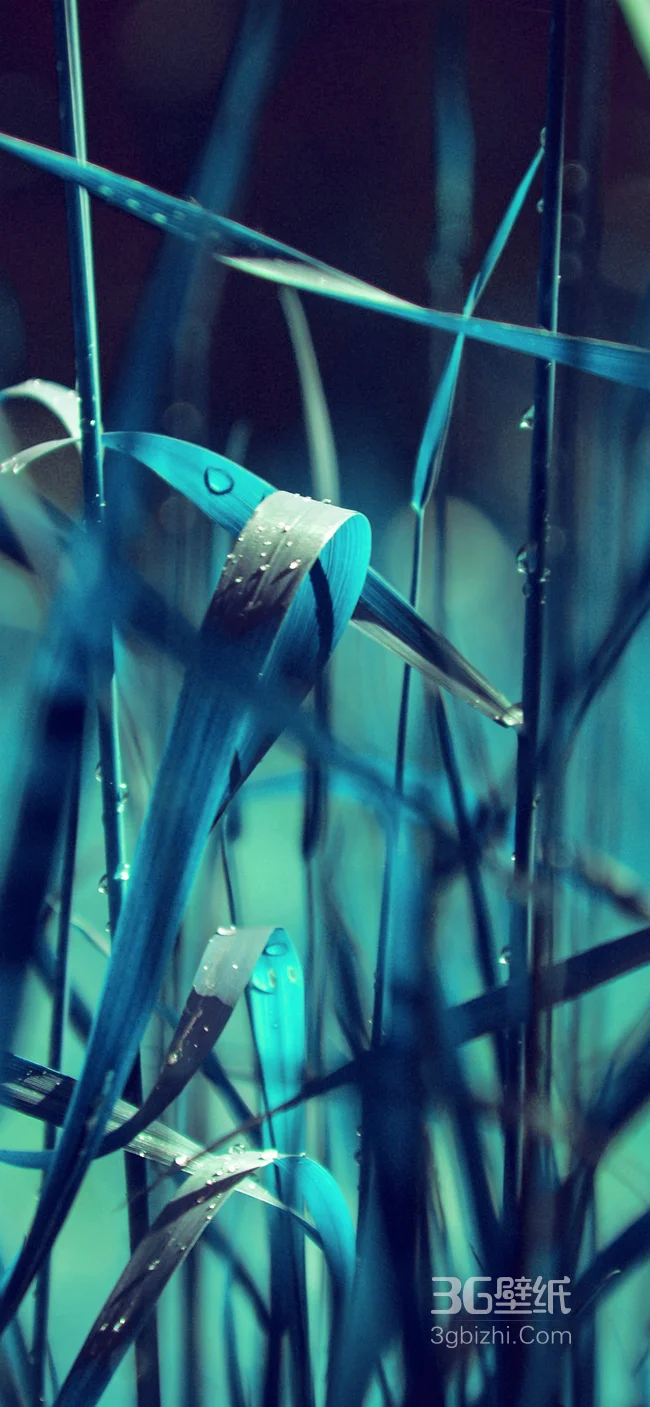 唯美色调的野外杂草摄影手机壁纸1