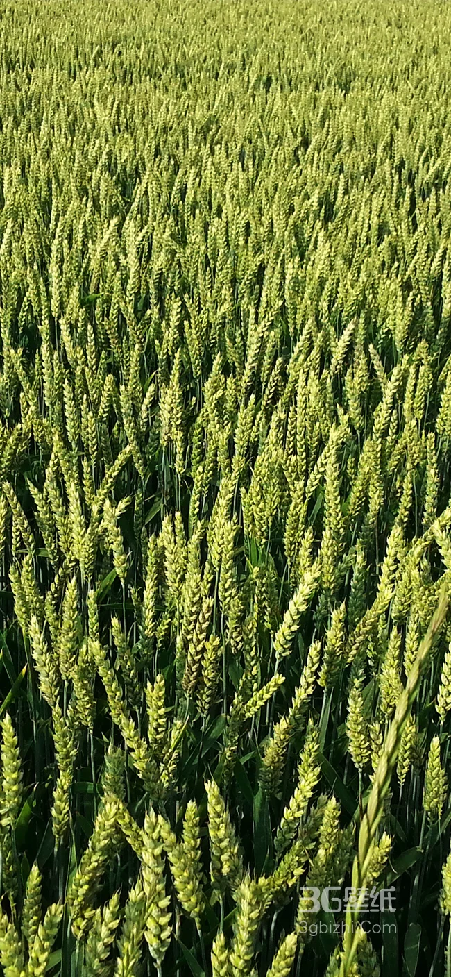 绿油油的小麦地手机壁纸，丰收的季节1