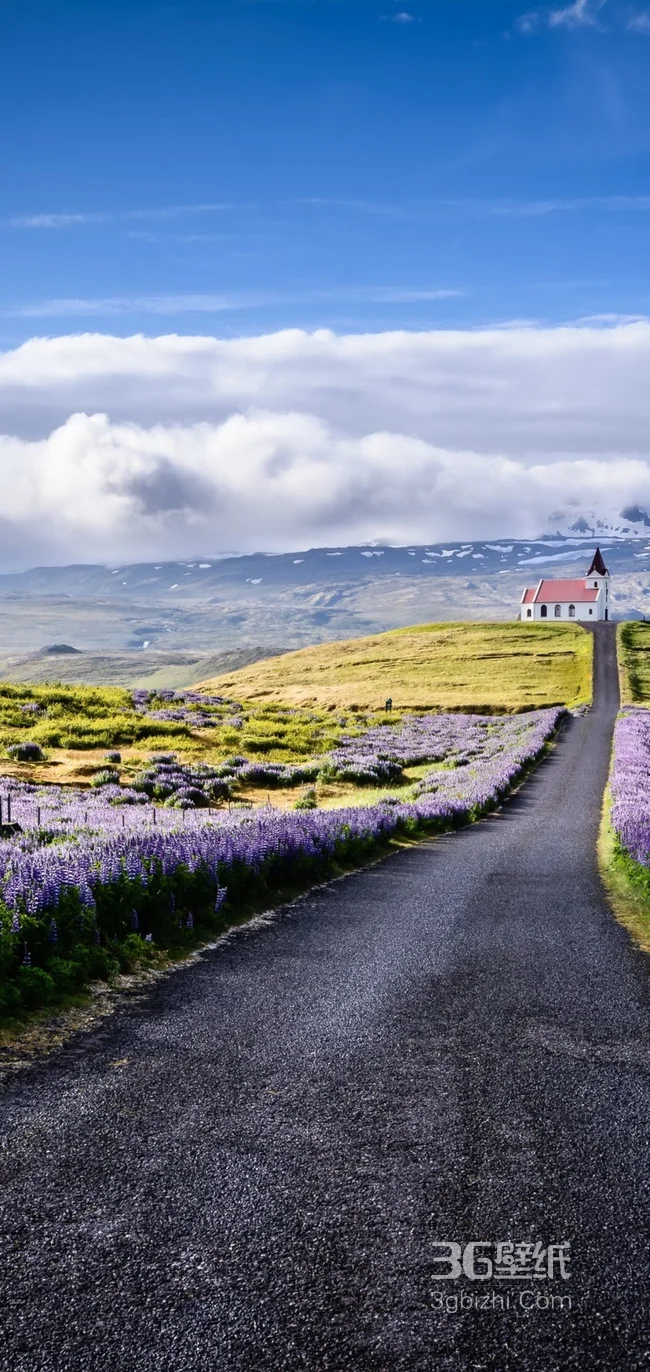 通过紫色郁金香花圃间的公路，路尽头的一所房子1