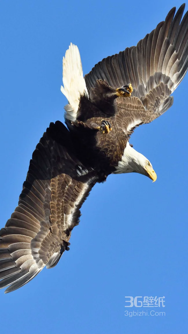 天空中觅食的白头老鹰手机壁纸1