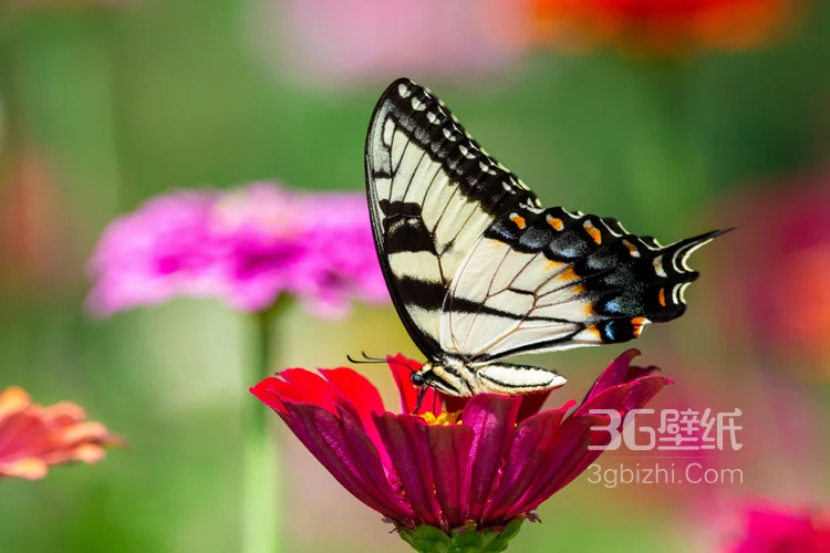 美丽的蝴蝶，采花蜜的蝴蝶摄影美图6